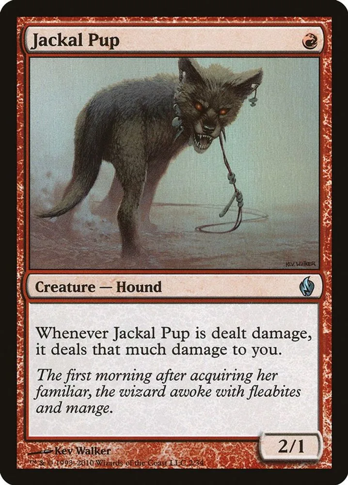 Jackal Pup